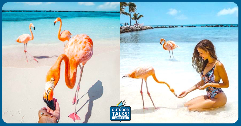 在加勒比海上與粉紅火烈鳥來一場沙灘約會♥近距離接觸火烈鳥的Flamingo Beach♥