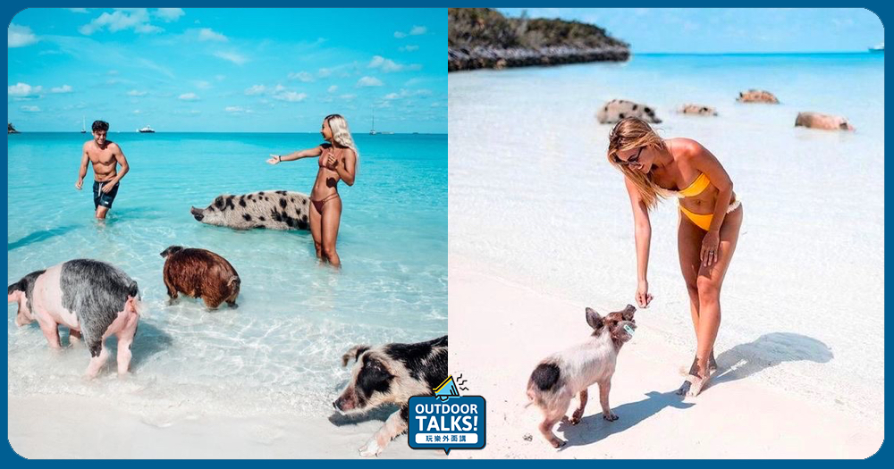 跟可愛小豬們一起游泳🐷巴哈馬群島中最快樂的豬島Pig Island攻略 ✍🏻
