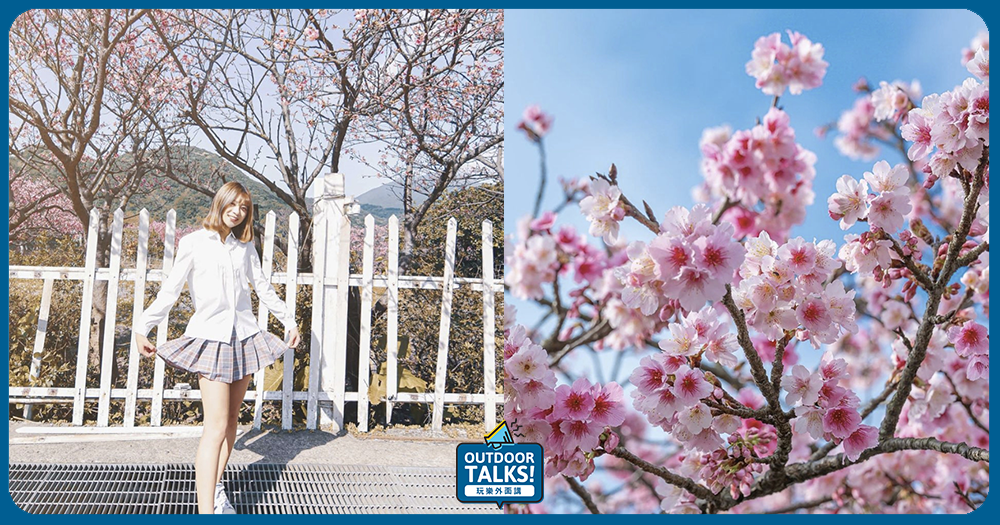 暖冬發威！平菁街42巷美美的櫻花提早盛開囉！🌸🌸🌸
