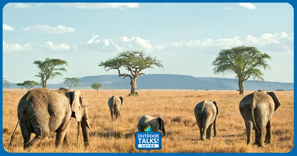 近距離觀賞野生猛獸 非洲國家公園旅行指南🔍
